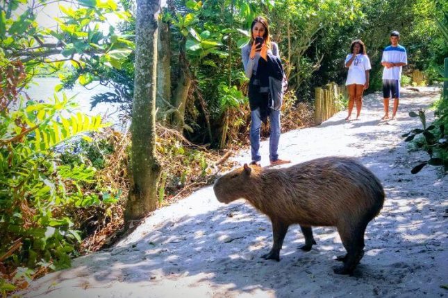 Capivara Eco Tour Jungle Me - 