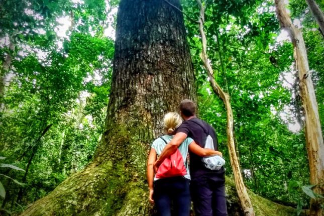 TIJUCA FOREST MODERATE HIKE